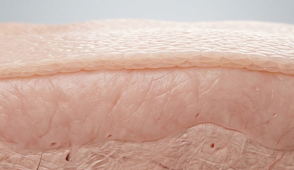 The Science of Skin Aging (Collagen & Elastin)