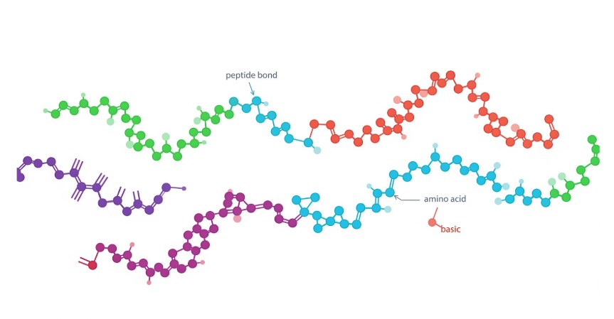 CJC 1295 and Ipamorelin - Growth Hormone–Boosting Peptides